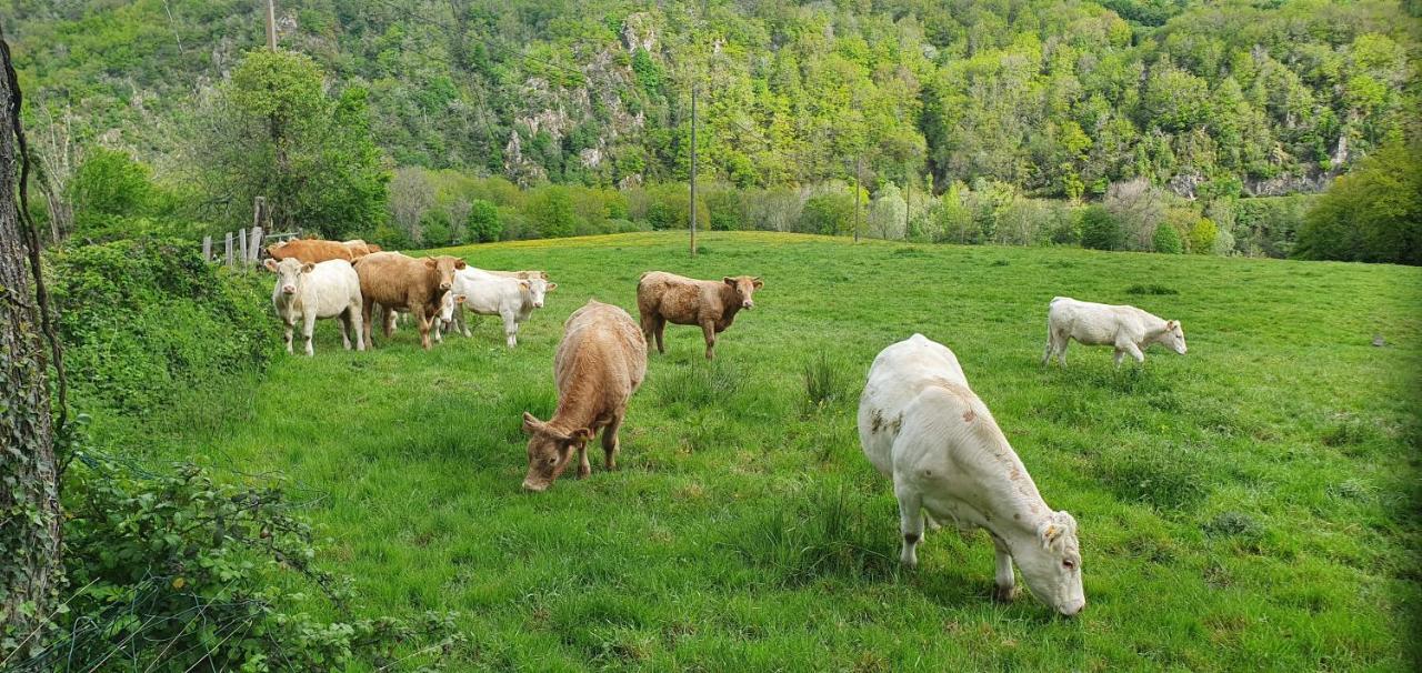 Chalets Lavaux Pouzol Kültér fotó